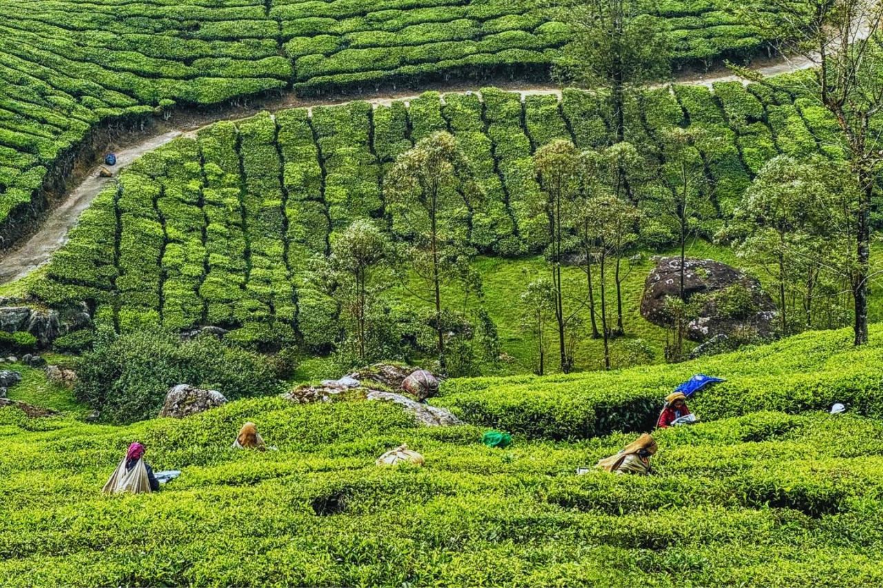 Mangalore To Munnar By Taxi - Sayara Tours and Travels